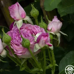 CL Lavender Crush™