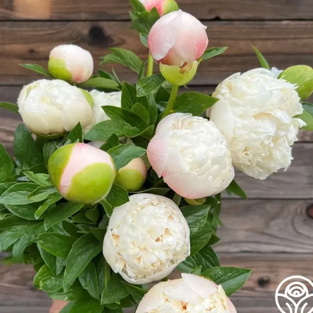 Colonel Owen Cousins