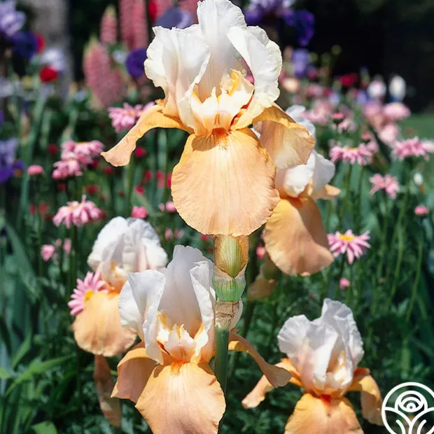 Continuous Bloom Romantic Cottage Bundle