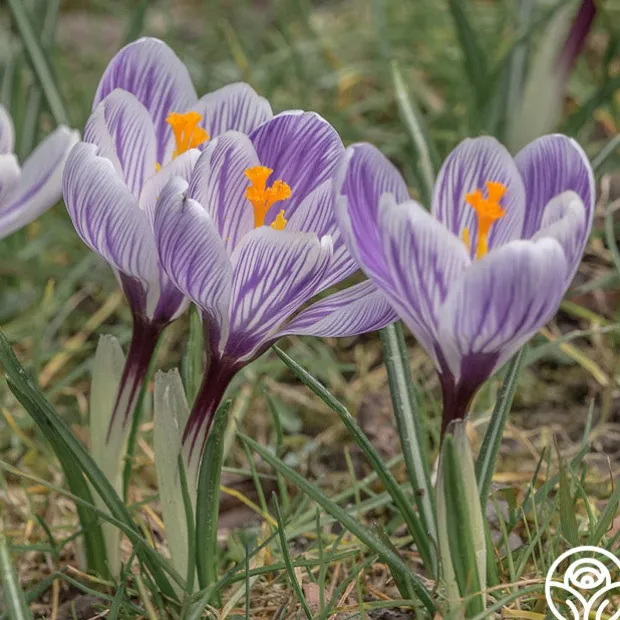 Continuous Bloom Romantic Cottage Bundle