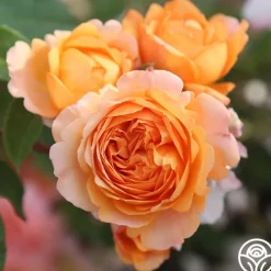 Cottage Garden Collection