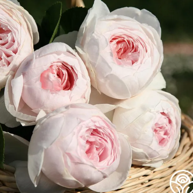 Cottage Garden Collection