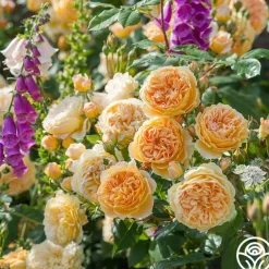 Crown Princess Margareta®