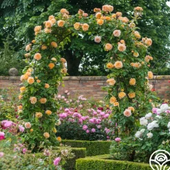 Crown Princess Margareta®