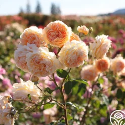 Crown Princess Margareta®