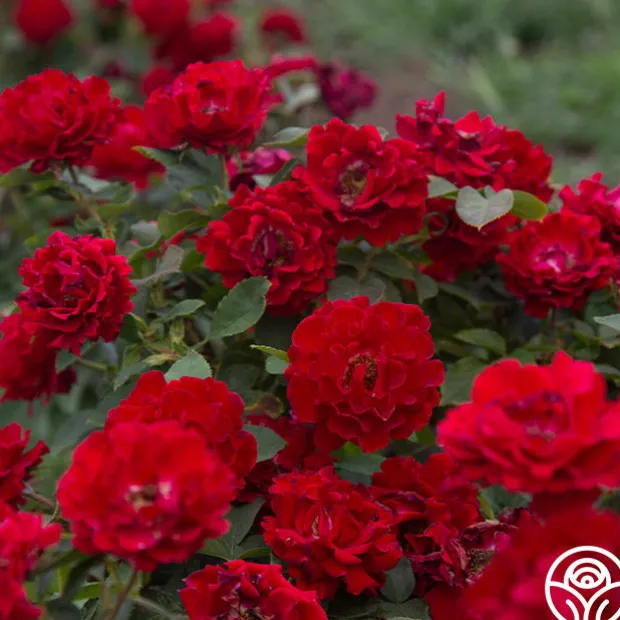 Dancing in the Dark™