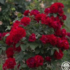 Dancing in the Dark™