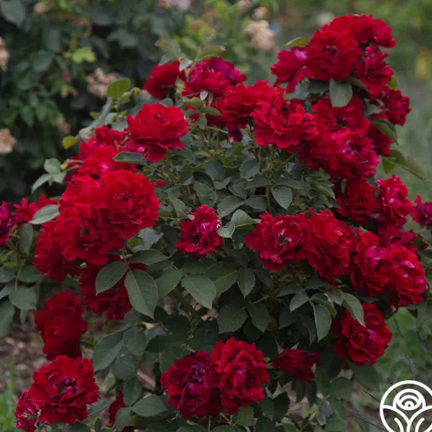 Dancing in the Dark™