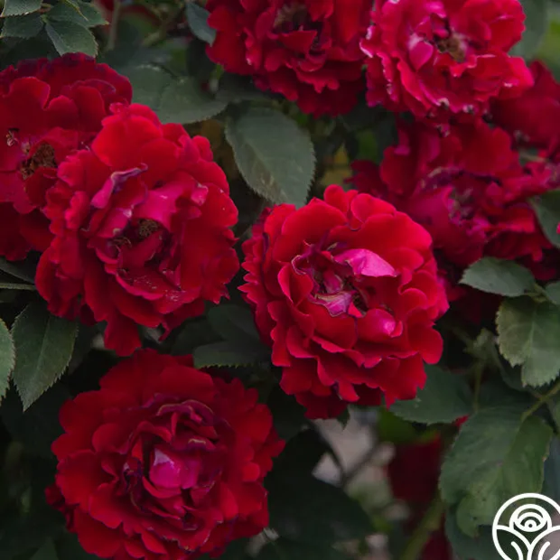 Dancing in the Dark™