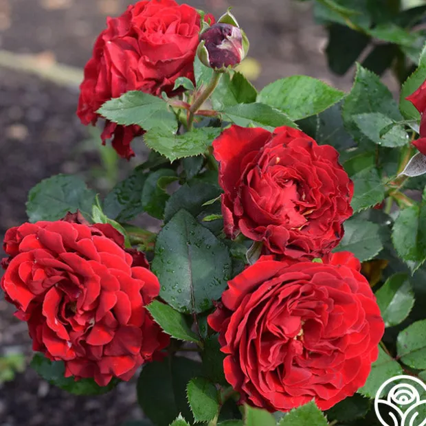 Dancing in the Dark™