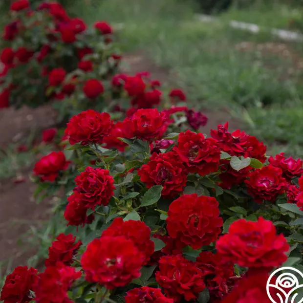 Dancing in the Dark™