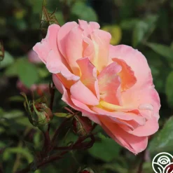 Dancing In The Wind™