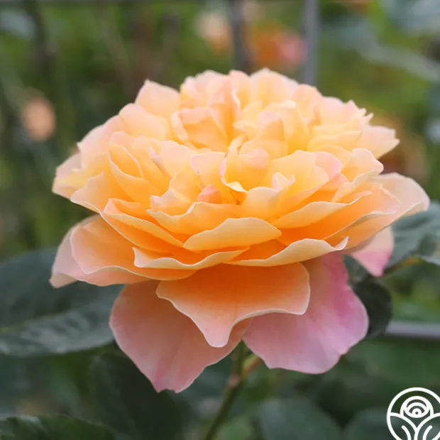 Desert Tones Bouquet Collection