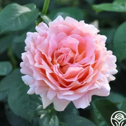 Desert Tones Bouquet Collection