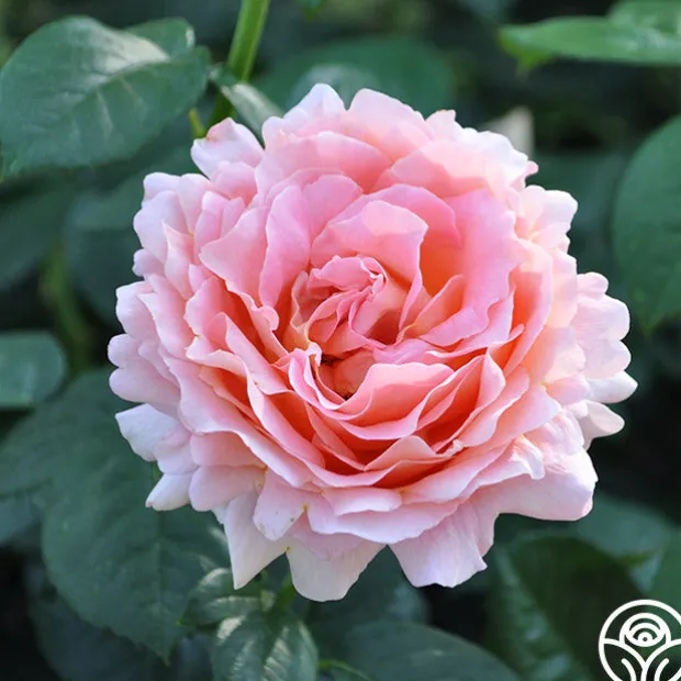 Desert Tones Bouquet Collection