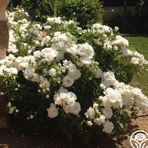 Dominique Loiseau ®