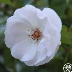 Dominique Loiseau ®