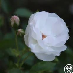 Dominique Loiseau ®