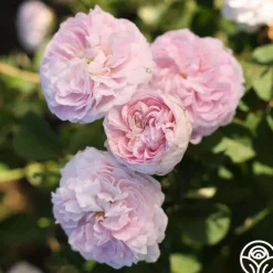 Duchesse de Montebello