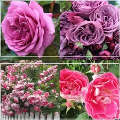 Effortless Collection