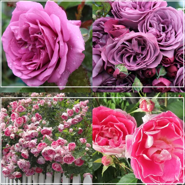 Effortless Collection