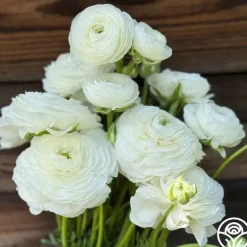 Elegance Bianco 200b