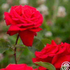 Eleganza® Grande Amore