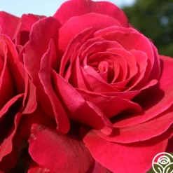 Eleganza® Gypsy Soul