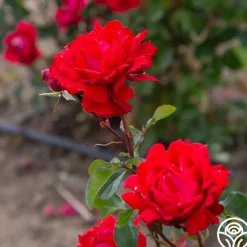 Eleganza® Heart Song™