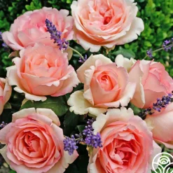 Eleganza® Pink Enchantment®