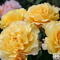 Eleganza® Sunny Sky