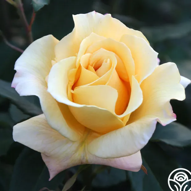 Eleganza® Sunny Sky