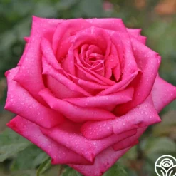 Eleganza® Wedding Bells™