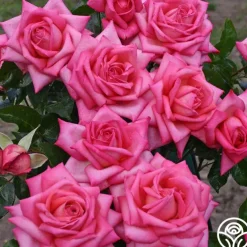 Eleganza® Wedding Bells™