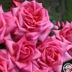 Eleganza® Wedding Bells™