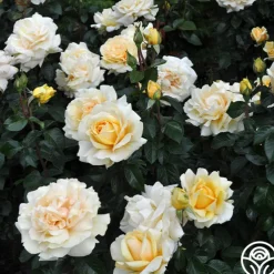 Eleganza® Winter Sun