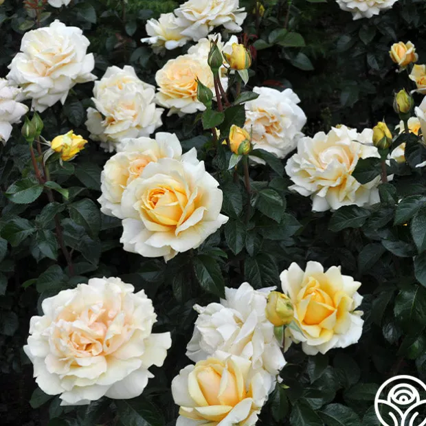 Eleganza® Winter Sun