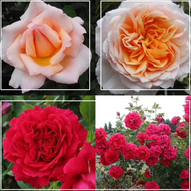 English Roses Collection