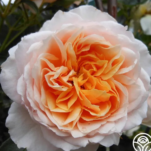 English Roses Collection