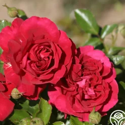 English Roses Collection