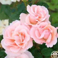 Everest Double Fragrance™