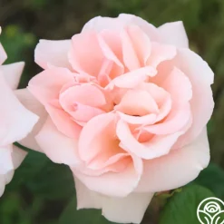 Everest Double Fragrance™