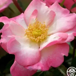 Fashion Statement™