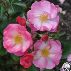 Fashion Statement™