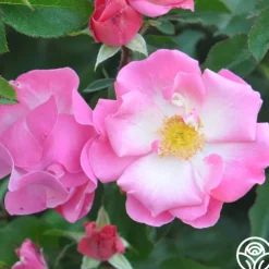 Fashion Statement™