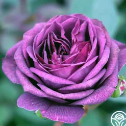 Fragrant Favorites Collection II