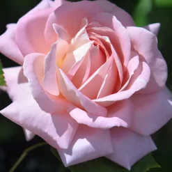 Fragrant Favorites Collection II