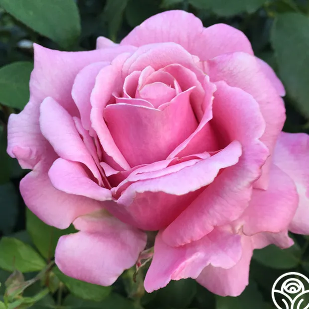 Fragrant Favorites Collection II