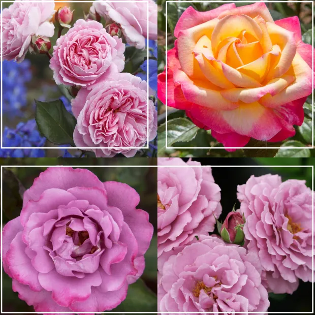 Fragrant Favorites Collection