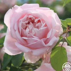 Fragrant Masterpiece™